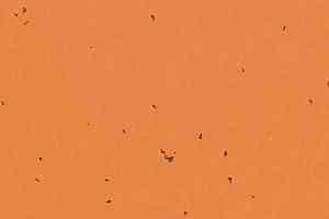 Линолеум Forbo Sphera Energetic 50227 safflower фото  | FLOORDEALER